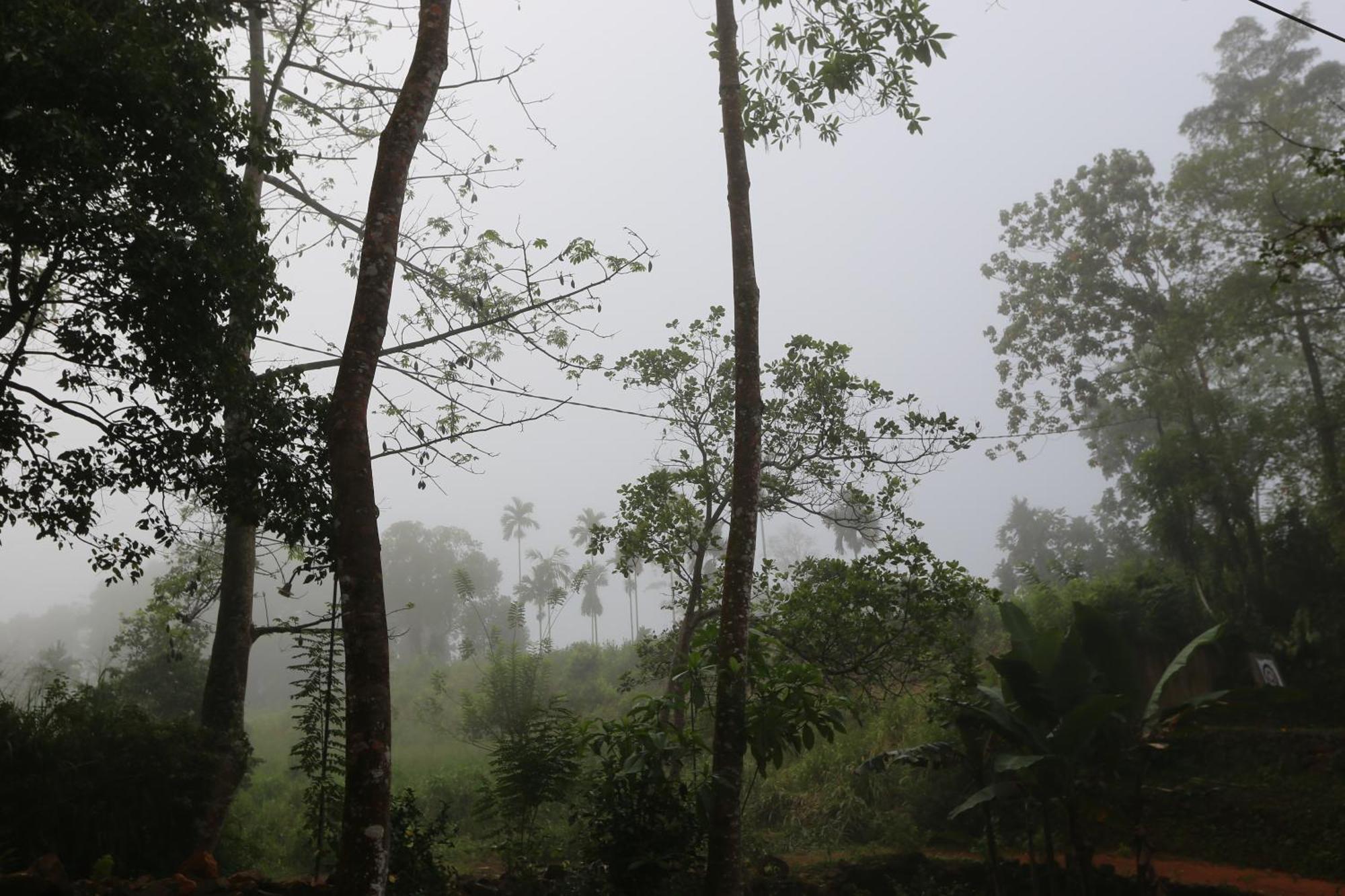 360 Rainforest デニヤヤ エクステリア 写真