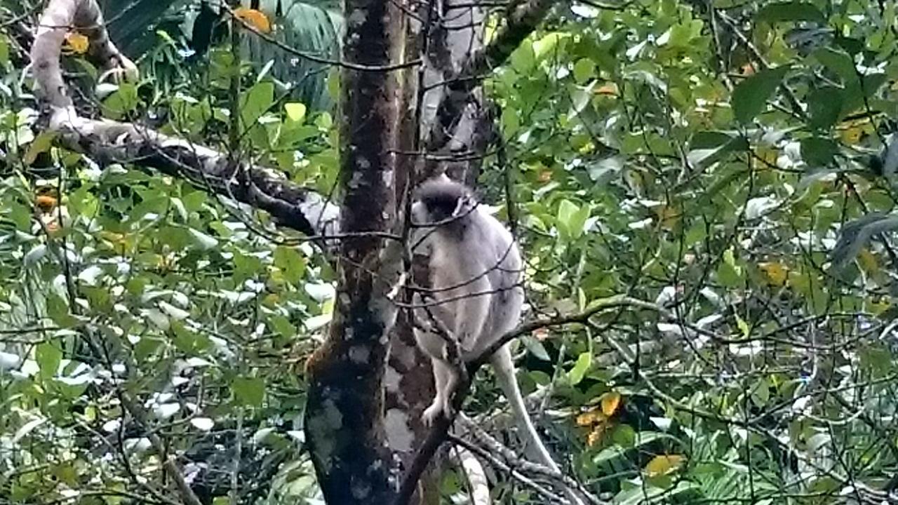360 Rainforest デニヤヤ エクステリア 写真
